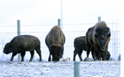 InForum Covers FARMS & Colt Partnership
